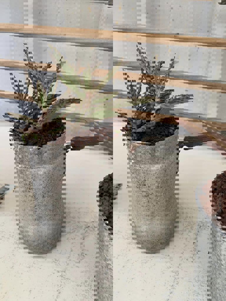 החממה של חזית הבית 22